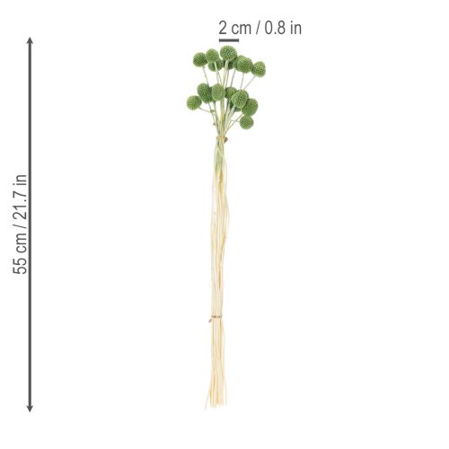 tételeket Szárított Craspedia virággömbök stílusos őszi dekorációhoz, 55 cm, 20 darab