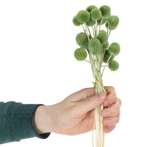 tételeket Szárított Craspedia virággömbök stílusos őszi dekorációhoz, 55 cm, 20 darab