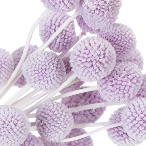 tételeket Craspedia szárított virágok modern asztaldíszként otthonába, 55 cm, 20 darab