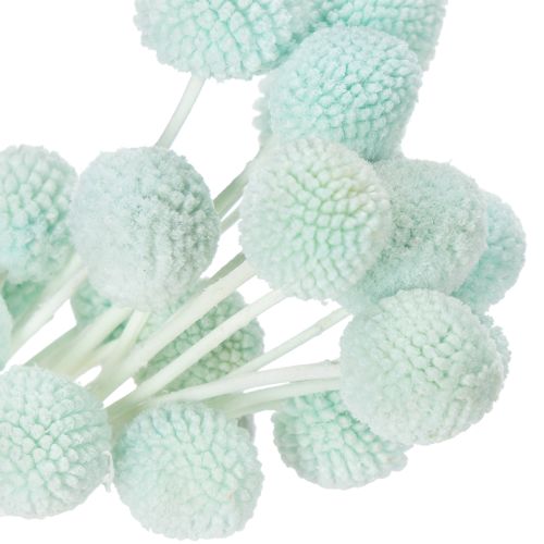 tételeket Szárított Craspedia virágok, dekoratív csokor nappaliba, asztaldísz, esküvő, 55cm, 20 darab