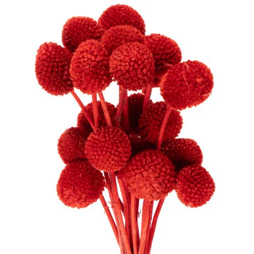 Szárított Craspedia virágok, festettek, hosszú szárral, 55 cm, 20 darab