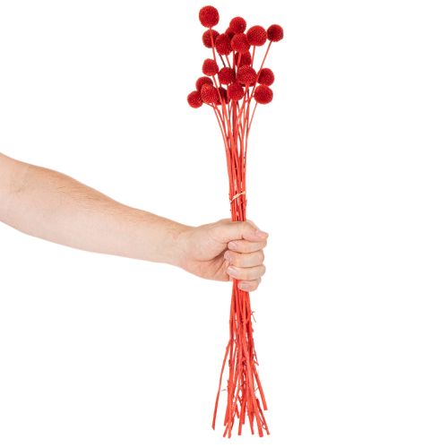 Szárított Craspedia virágok, festettek, hosszú szárral, 55 cm, 20 darab | Floristik24.hu
