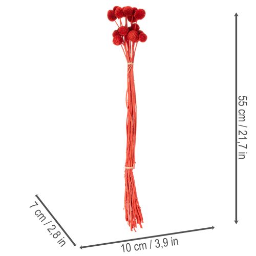 Szárított Craspedia virágok, festettek, hosszú szárral, 55 cm, 20 darab | Floristik24.hu