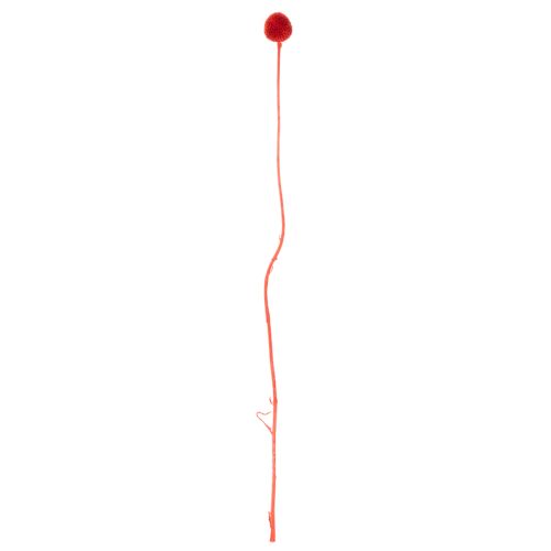 Szárított Craspedia virágok, festettek, hosszú szárral, 55 cm, 20 darab | Floristik24.hu