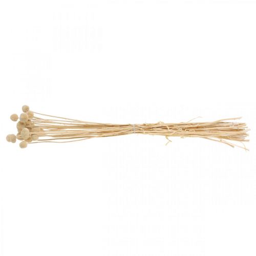 Floristik24 Craspedia szárított krémes alsócomb száraz virágkötő 20 db