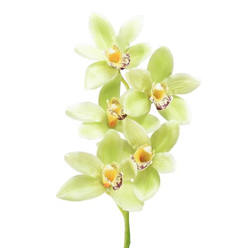Floristik24 Cymbidium orchidea mű5 virág zöld 65cm