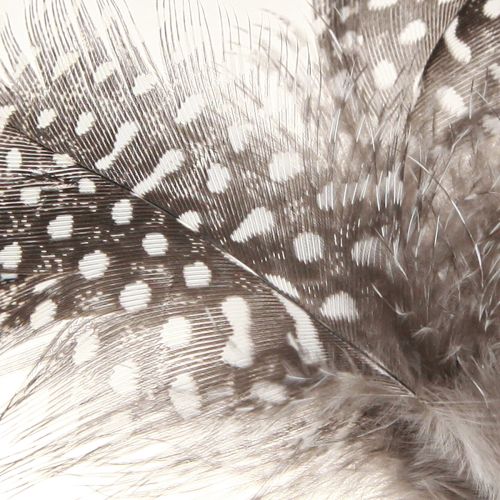 tételeket Dekoratív toll Gyöngytyúk pöttyös pálcán Natural L35cm 12 db