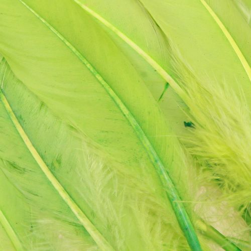tételeket Dekoratív toll kézműves libatoll világoszöld 20g x 2db