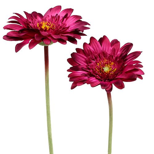 Floristik24 Dekoratív gerbera sötét rózsaszín Ø10cm L53cm 6db