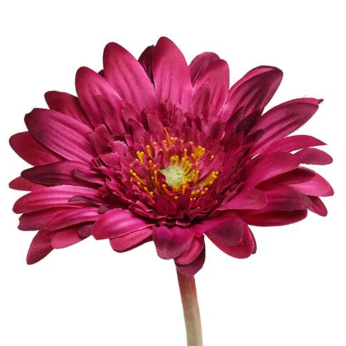 Floristik24 Dekoratív gerbera sötét rózsaszín Ø10cm L53cm 6db