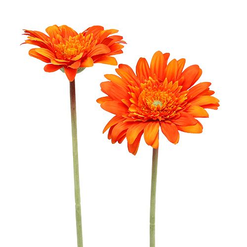 Floristik24 Deco gerbera narancs Ø10cm L53cm 6db