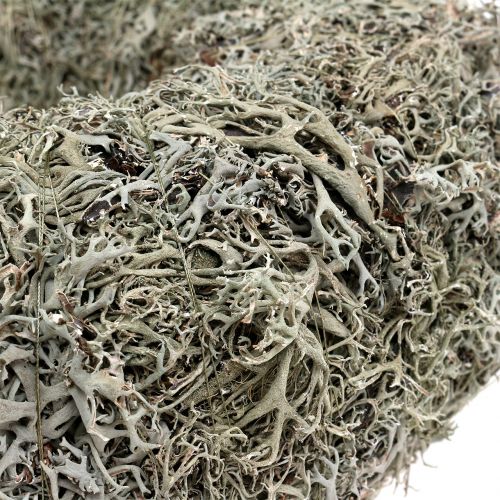 Floristik24 Dekoratív koszorú, moha koszorú szürke Ø38cm 1db