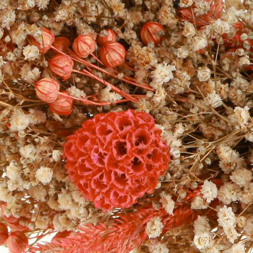 Floristik24 Dekoratív koszorú szárított virágok virágkoszorú narancs krém Ø25cm