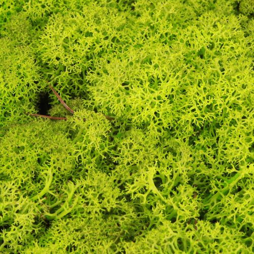 tételeket Deco moha világoszöld rénszarvas moha tartósított 400g