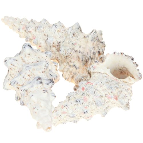 Dekoratív csigaház fekete-fehér, kagyló natúr dekoráció 1kg