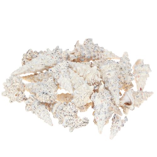 Floristik24 Dekoratív csigaház fekete-fehér, kagyló natúr dekoráció 1kg