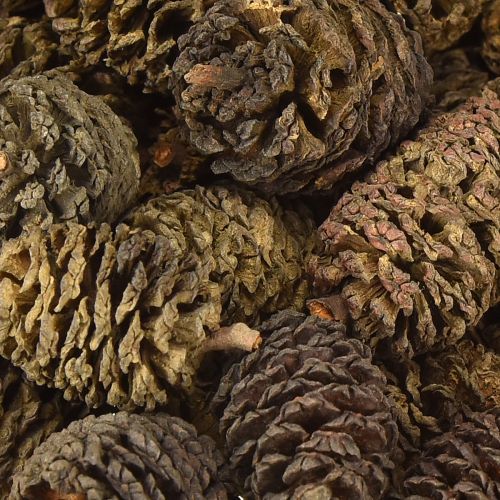 Floristik24 Dekoratív égerfa tobozok natúr díszítéshez 3-4cm 200g