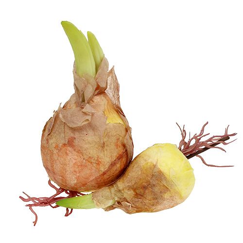 Floristik24 Dekoratív hagymahagyma 7-10cm 9db