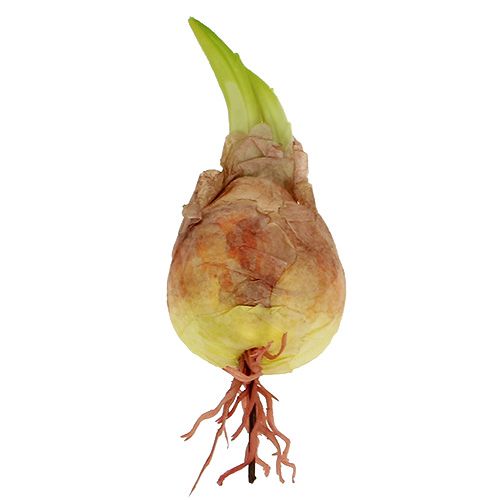 Floristik24 Dekoratív hagymahagyma 7-10cm 9db