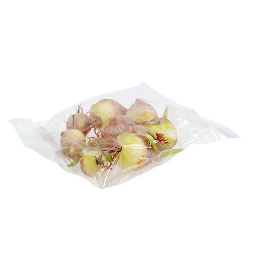 Floristik24 Dekoratív hagymahagyma 7-10cm 9db