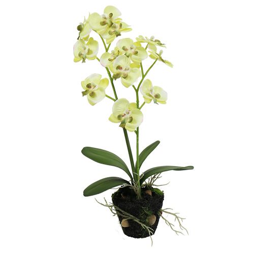 Floristik24 Mini orchidea világoszöld gömbbel 30cm