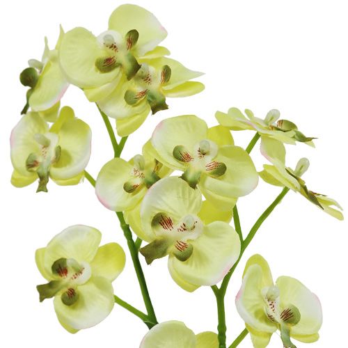 Floristik24 Mini orchidea világoszöld gömbbel 30cm