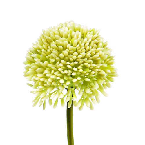 Floristik24 Deco allium krém Ø6,5cm L39cm