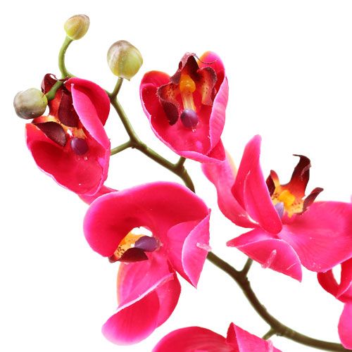 tételeket Fukszia dekoratív orchidea 77 cm