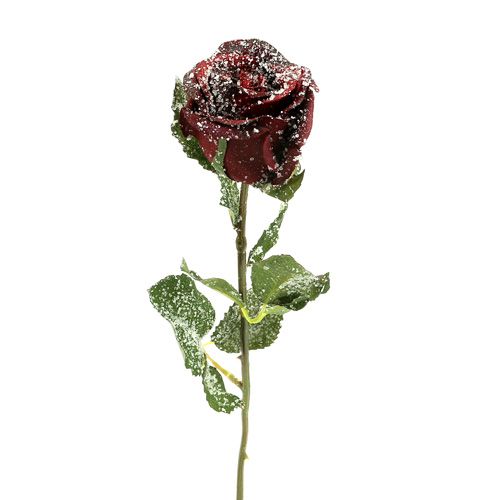 Deco rózsa havas piros Ø6cm 6db