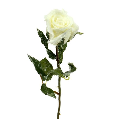 Floristik24 Dekoratív rózsa fehér hóval borított Ø6cm 6db