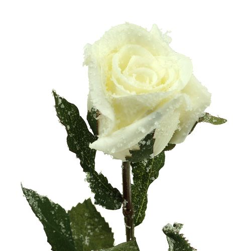 tételeket Dekoratív rózsa fehér hóval borított Ø6cm 6db