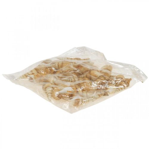 Floristik24 Deco tengeri csigaház hegyes 1kg