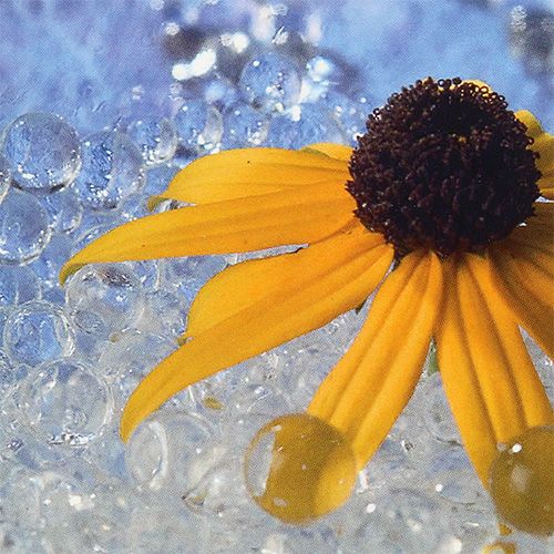 Floristik24 Deco gél Aqualinos 15g átlátszó