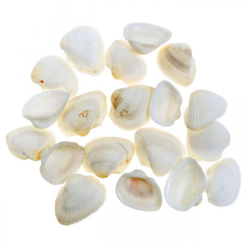 Floristik24 Deco Shell White Real kagylók raffia hálóban deco tengeri 400g