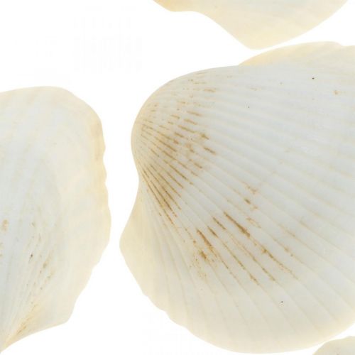Deco Shell White Real kagylók raffia hálóban deco tengeri 400g