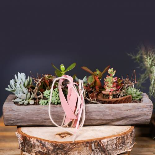 Floristik24 Dísztál Paulownia fa 37cm x 14cm H7cm