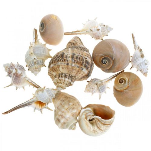 Floristik24 Dekoratív kagylók és csigaházak üres fehér, natúr dekoratív tengeri 350g