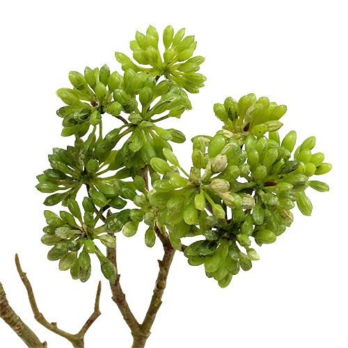 Floristik24 Deco ág zöld 80cm