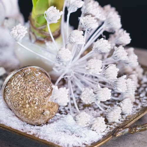 Floristik24 Édeskömény dekoratív ága fehér viaszos 22cm