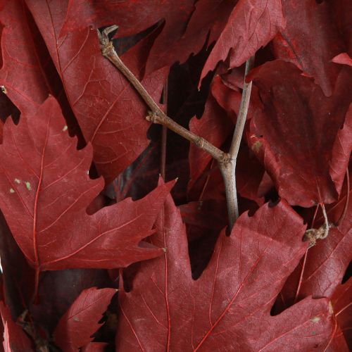 Floristik24 Díszágak juharlevél dekoratív juharlevél piros 50-60cm 100g