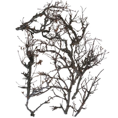 tételeket Deco ágak bonsai fa deco ágak 15-30cm 650g