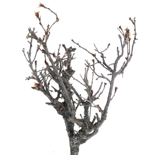 tételeket Deco ágak bonsai fa deco ágak 15-30cm 650g