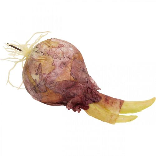 Floristik24 Deco hagyma gyökerekkel 7cm 6db