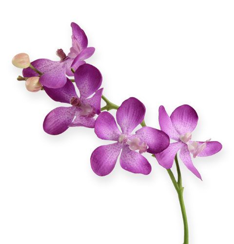 Floristik24 Orchidea 38 cm