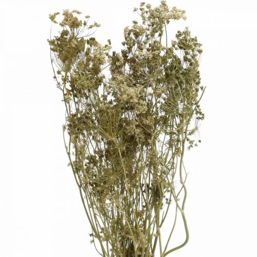 Szárított virágok kapor természet száraz florisztika 50cm 20db