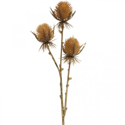 tételeket Bogáncs ág barna műnövény őszi dekoráció 38cm Mesterséges növény, mint az igazi!