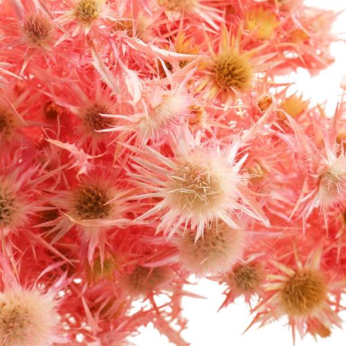 tételeket Szárított bogáncs deko ág Poros rózsaszín szárított virágok 100g