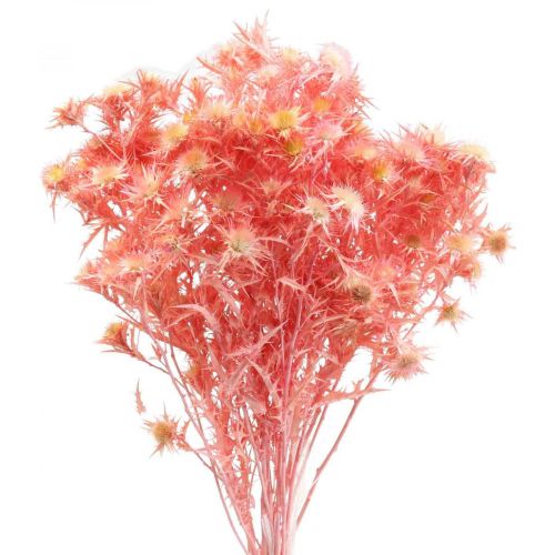 Szárított bogáncs deko ág Poros rózsaszín szárított virágok 100g