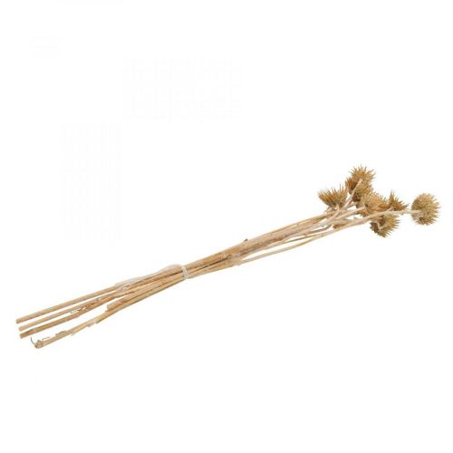 Floristik24 Bogáncs szárított dekoratív ág hegyi bogáncs alpesi bogáncs 10 db