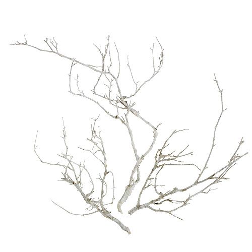 Floristik24 Dry Tree White mosott 500g